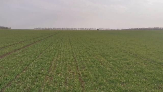 Подкормка озимого ячменя. смотреть онлайн