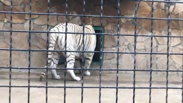 Шахерезада и малыши! смотреть онлайн