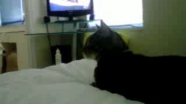 My cat watching tom and jerry смотреть онлайн