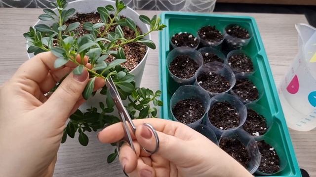 Черенкование калибрахоа - простой способ размножения и получения большого количества рассады цветов смотреть онлайн