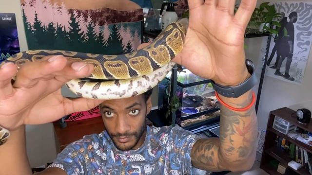 Update on My Ball Python (10/27/20) смотреть онлайн
