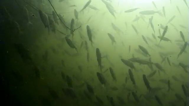 мир подводной охоты.судак. смотреть онлайн