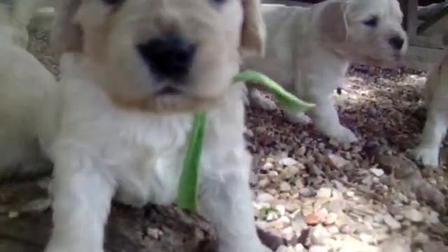 Mini Retriever L Litter Milo x Clem 4 wks смотреть онлайн