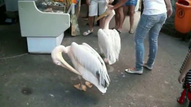 В магазин за рыбкой. смотреть онлайн