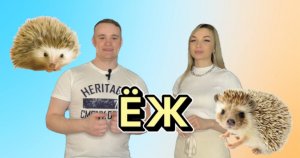 Животный мир. Обыкновенный еж.