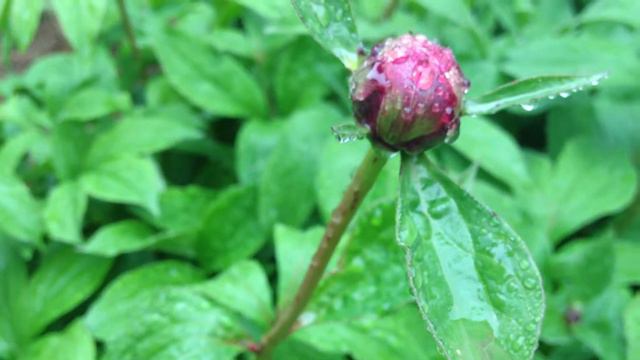 Ants Helping My Peonies to Blossom смотреть онлайн