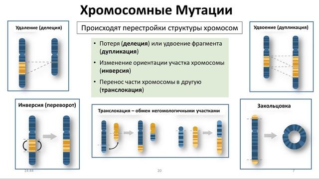 22. Эволюция часть III (9 или 10-11 класс) - биология, подготовка к ЕГЭ и ОГЭ 2022 смотреть онлайн