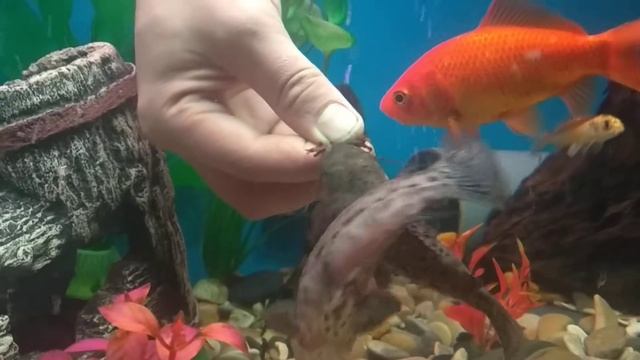 Торокатумы сомики едят мотыль с рук) смотреть онлайн