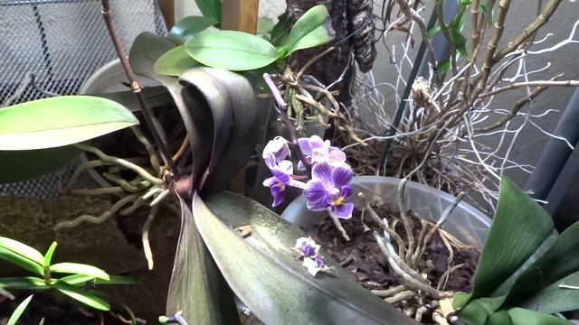 Yellow & Purple Orchid (Phalaenopsis Hybrid) смотреть онлайн