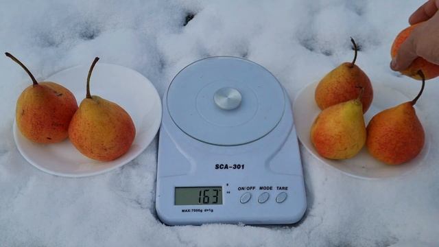 Груша Діколор