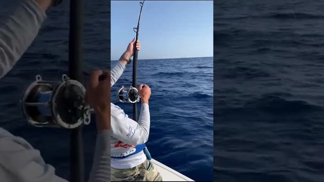 Ловля Тунца. Огромный Тунец. Руки болят. смотреть онлайн