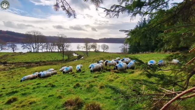 Crispy Pork Belly & The Best Pork Loin   ASMR Wilderness Cooking