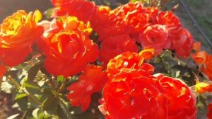 Обзор розы флорибунды- Super Trouper(Супер Трупер).