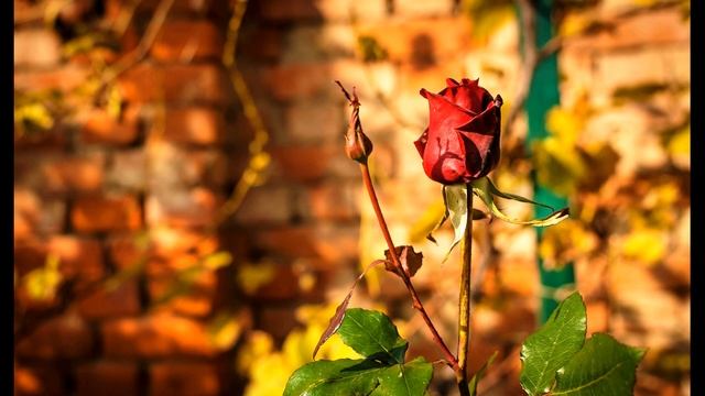 А Фет Сентябрьская роза #стихиобосени #поэты19века смотреть онлайн