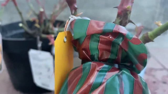 Сохраняю оригинальные саженцы роз до высадки в ог (часть 3) смотреть онлайн