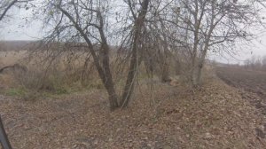 Охота с гончими на лису