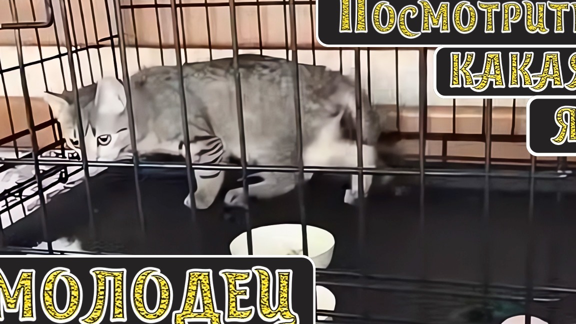 Посмотрите какая я молодец. смотреть онлайн