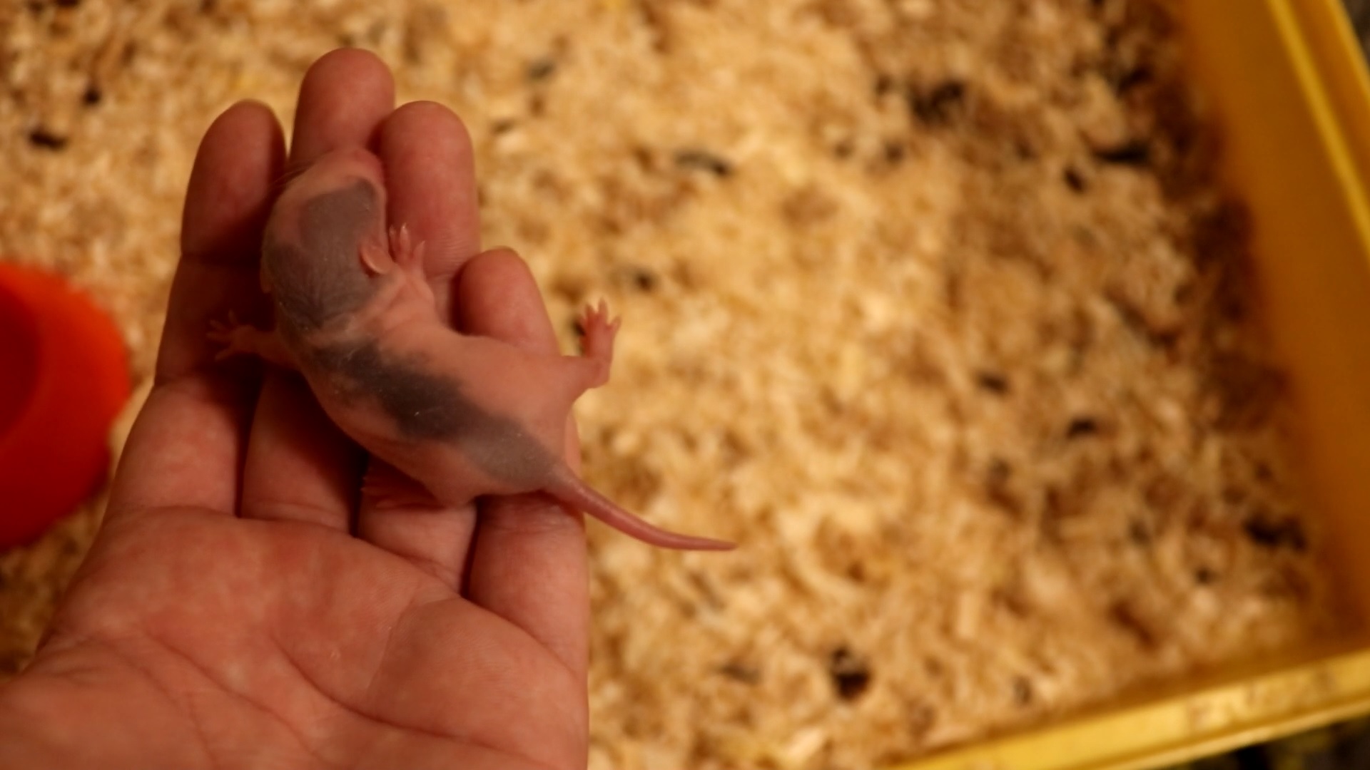 СБЕЖАЛ КРЫСЕНОК? / КРЫСЯТАМ 8 ДНЕЙ ОТ РОДУ смотреть онлайн