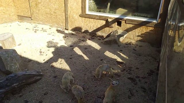 Фенек смотреть онлайн