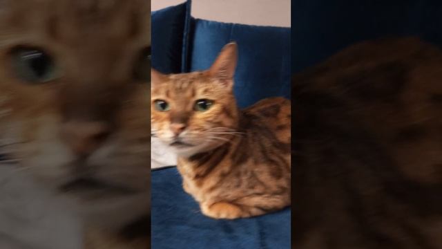 Корм для бенгальской кошки Асти смотреть онлайн