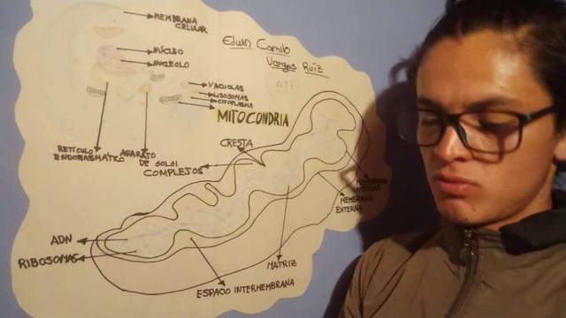 exposición de la mitocondria смотреть онлайн