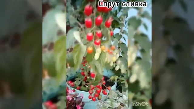 томат спрут сливка, выращен в бочке смотреть онлайн