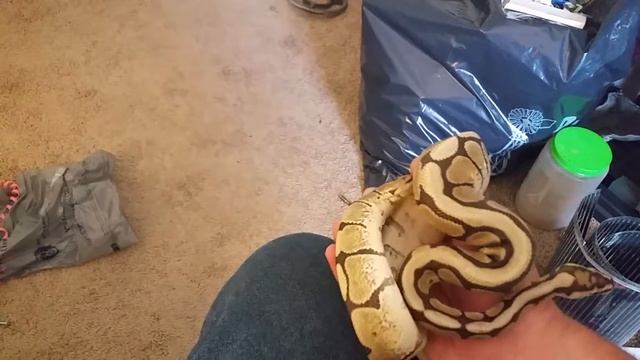 Spider Morph Ball Python смотреть онлайн