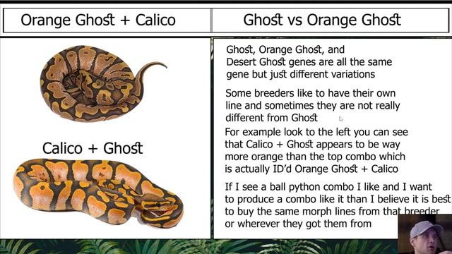 Planning For Calico Ball Python Morph Combos | Breeder Detail | Jack's Reptiles смотреть онлайн
