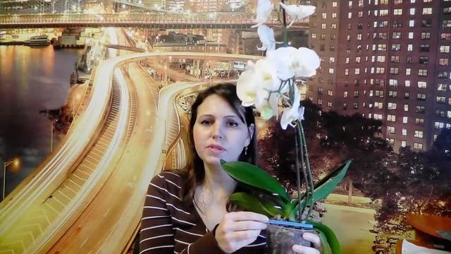 Цветонос орхидеи замер и вырос коротким Что делать с цветоносом? Как стимулировать цветение орхиде смотреть онлайн