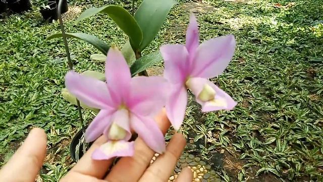Cattleya nobilior var Tipo смотреть онлайн