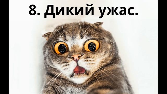 Стадии страха. Кошачий испуг смотреть онлайн