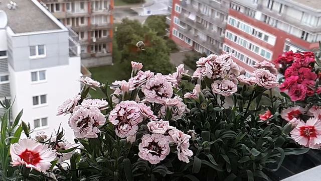 Macroglossum stellatarum - Dlouhozobka svízelová смотреть онлайн