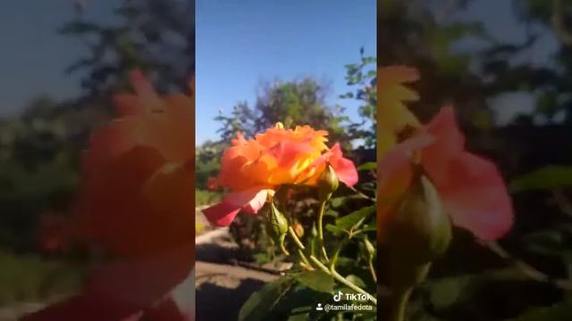 Роза "Декор арлекин" смотреть онлайн