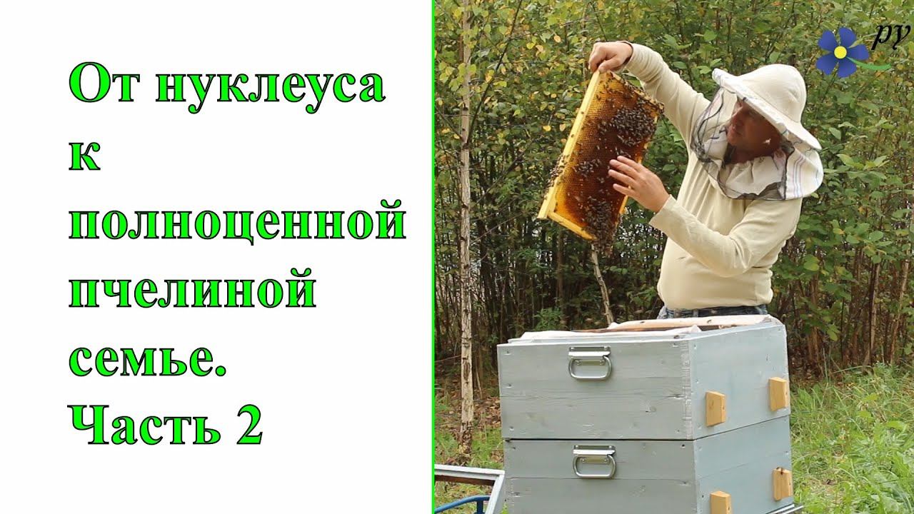 От нуклеуса к полноценной пчелиной семье (часть 2) смотреть онлайн