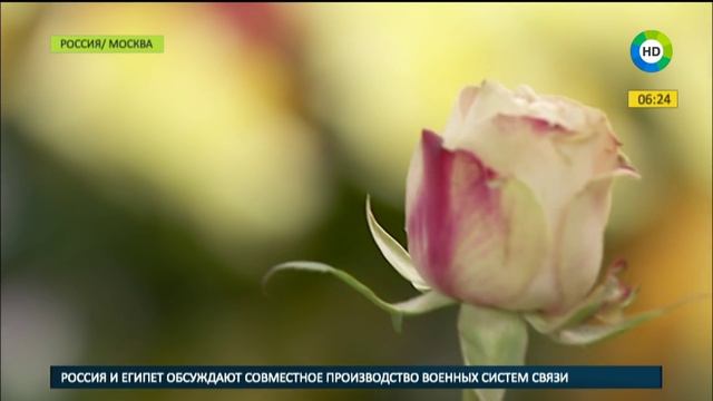 Какие цветы подарить девушке на 8 марта: советы мужчинам в преддверии праздника смотреть онлайн