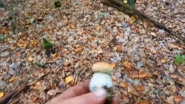 ПІШЛИ ОПЕНЬКИ..БІЛІ ГРИБИ В СУХОМУ ЛІСІ.. П'ятниця 22 вересня 2023 з Джеком в ГРИБИ смотреть онлайн
