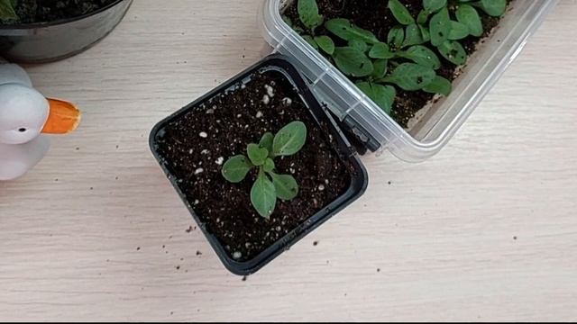 ПИКИРОВКА ПЕТУНИИ..УХОД.. смотреть онлайн