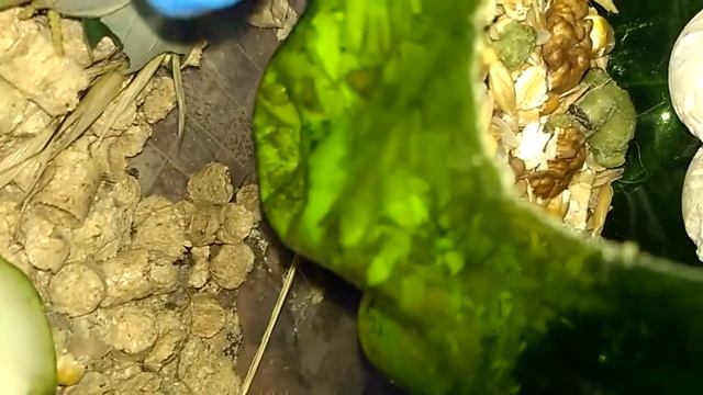 Лысый красный хомяк homster hairless baby start walk eyeless смотреть онлайн