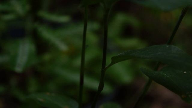 Commelina erecta flor de Santa Lucía смотреть онлайн