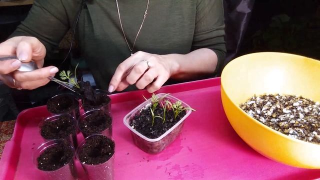 Адонис от А до Я в природном земледелии. смотреть онлайн