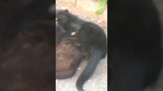 Спаривание котика Феликса! смотреть онлайн