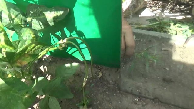 Фасоль,какая она разная. смотреть онлайн