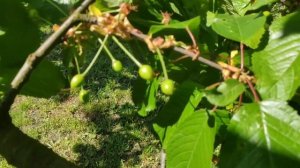 ?ВИШНЕВАЯ муха. Обработка черешни от вишнёвой мухи