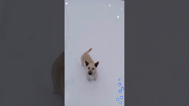 Снегопад! Зима! Собачка - Рыбачка!🎣🌠🕺👍#блесна #рыбалка #хобби #как #рыбачка #окунь #щука #собака смотреть онлайн