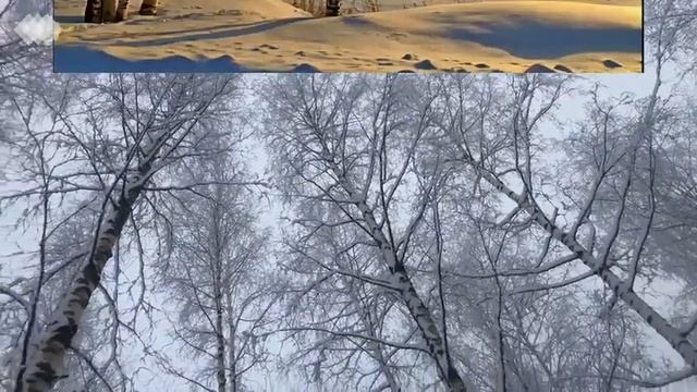 Ирина Шоркина. Белая берёза под моим окном. смотреть онлайн