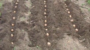 Как получить ранний урожай картофеля в середине июня. Супер простой способ вырастить картофел