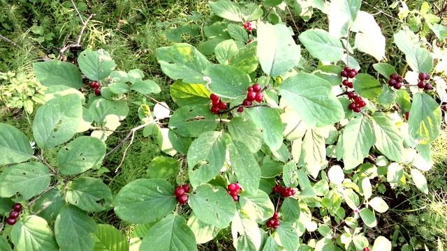 Жимолость и боярышник в лесу смотреть онлайн