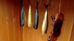 ? ? Испытание лабиринтного дымогенератора, немного о дымогенераторах, щепе и дегустация рыбки