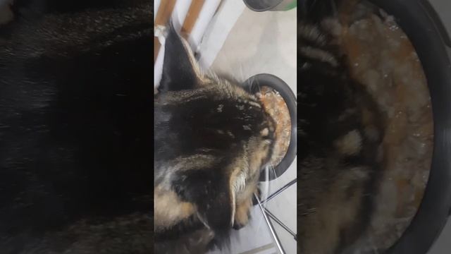 Завтрак кота, д-408 Полбяные хлопья из пророщенного зерна, влажный корм для кошек смотреть онлайн