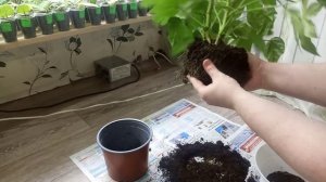 Комнатные Растения. Пересадка Фатсии.